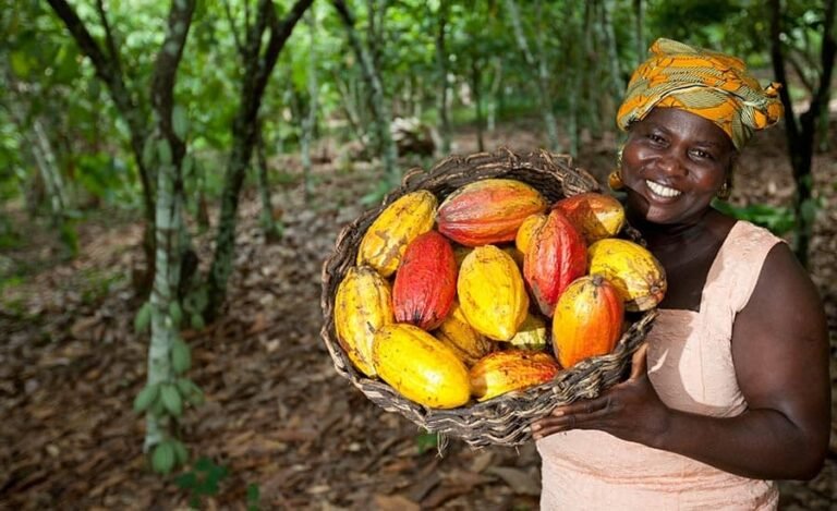 le ministre de l’Agriculture et développement durable a annoncé une hausse significative du prix du cacao pour la campagne intermédiaire 2024-2025