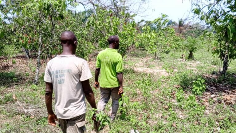 Des producteurs dans la plantation de Cacao