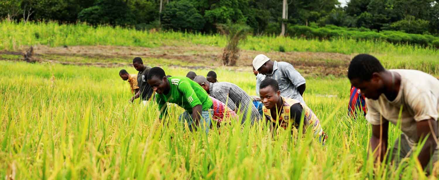 Sécurité alimentaire en Côte d’Ivoire et développement de la production agricole