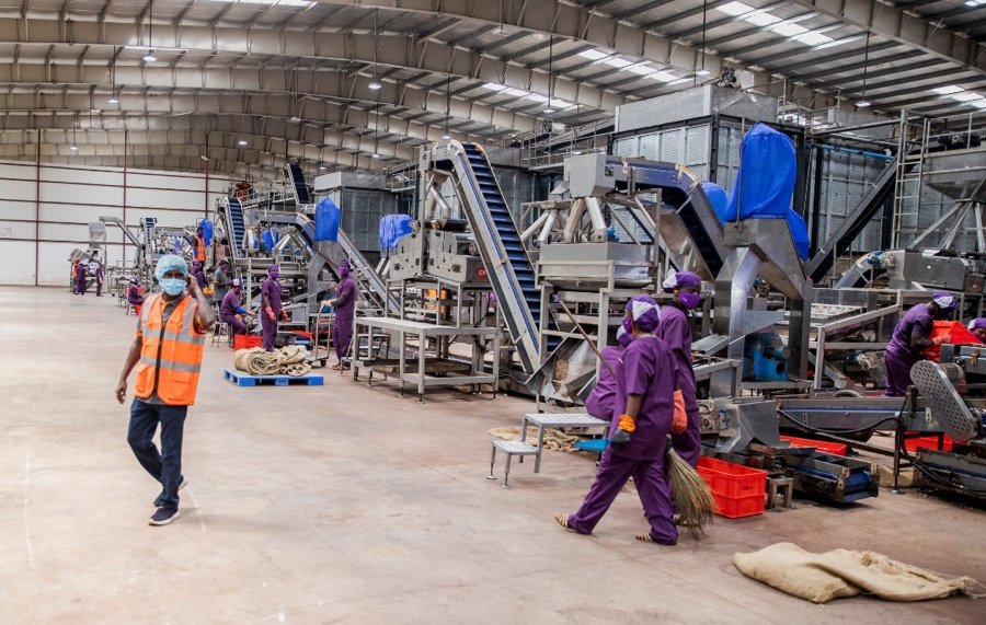 Transformation locale du cajou en Côte d’Ivoire avec les transformateurs nationaux